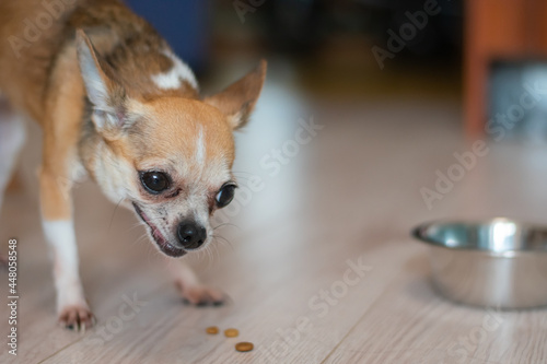 Emotional grimaces of a puppy in the frame while eating. Funny little chihuahua.
