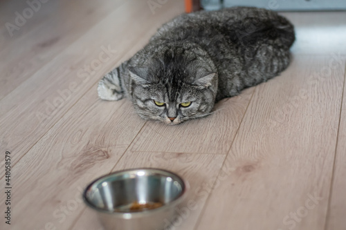 A large, well-fed British lazy cat lies next to the food.  The kitten is depressed and sad, does not want to eat its food.
