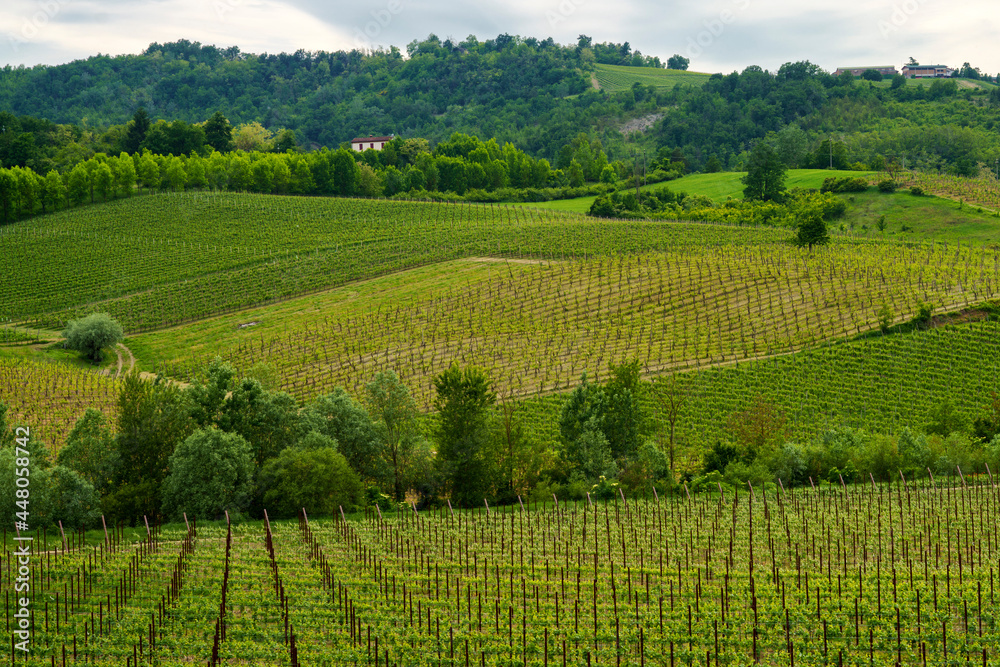 Vineyards in Oltrepo Pavese, italy, at springtime