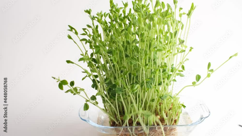 豆苗 ハサミで収穫 豆苗 ハサミで収穫