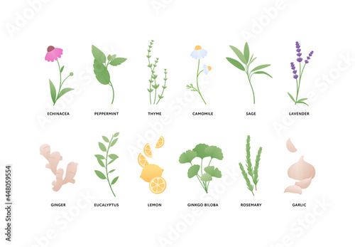 Aromatherapy and herbal medicine concept. Vector flat illustration set. Collection of different dryed herb leaves isolated on white background. Design element