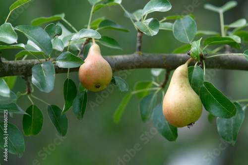 Pears on the tree. Close-up of a pear with leaves. Blurred background of branches with fruits.