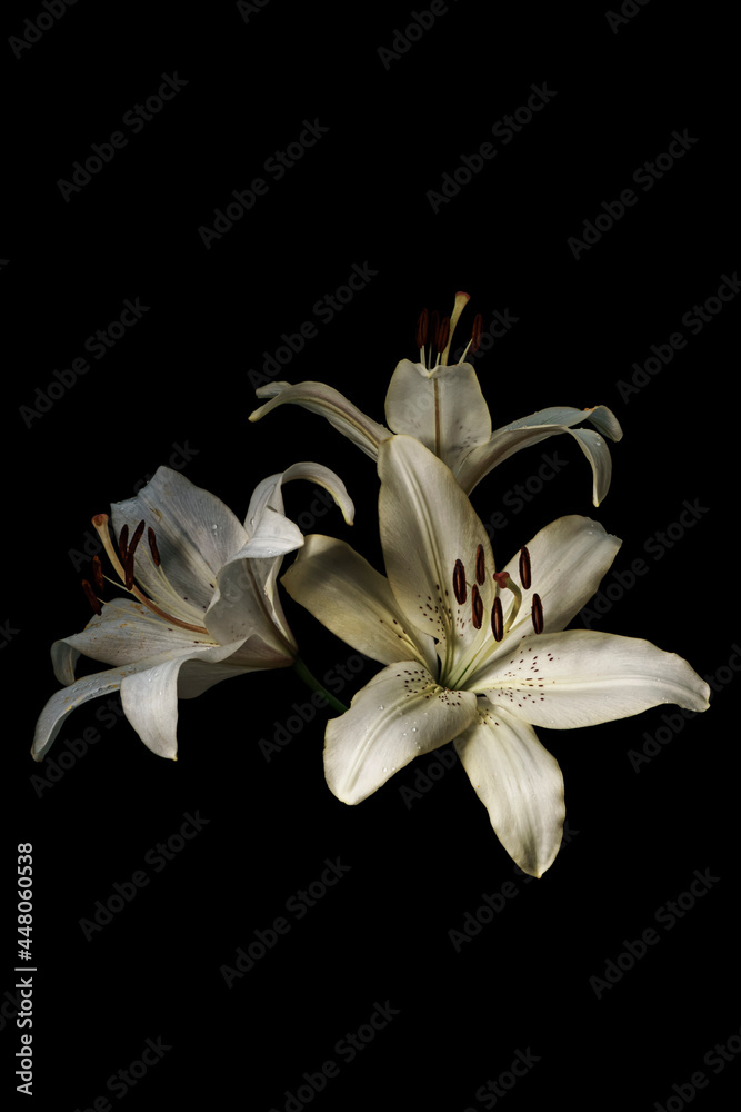 Fototapeta premium Three white flowers lilies with dew drops isolated on black background.