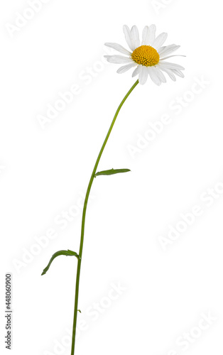 Side view of Oxeye Daisy aka Leucanthemum vulgare. Single flower on stem. Isolated on a white background.