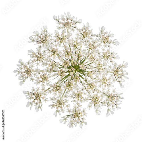 Top view of Queen Anne's Lace aka Daucus carota umbel flower. isolated on white background.