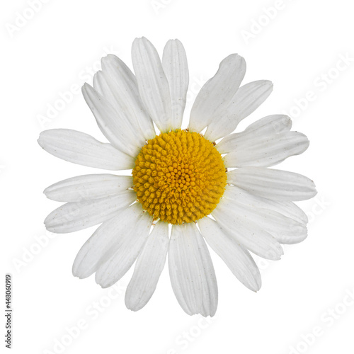 Top view of Oxeye Daisy aka Leucanthemum vulgare. Single flower on stem. Isolated on a white background.