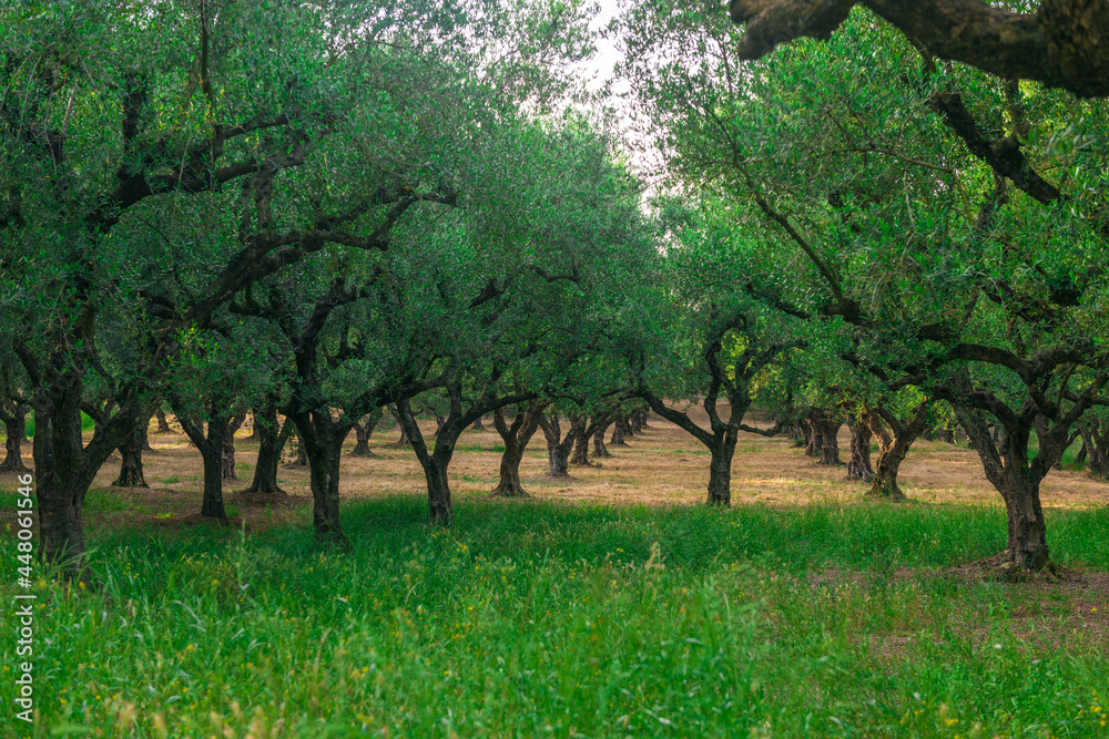 Obraz olive trees grove in Greece
