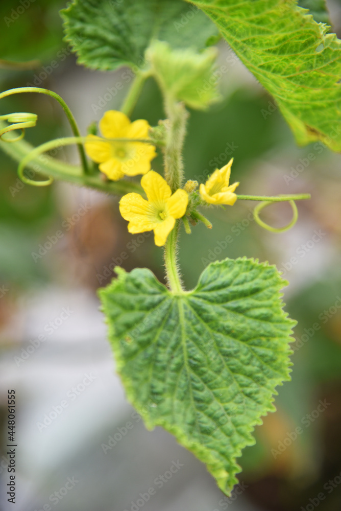 Close up of honey melon flowers in yellow color Close up of honey melon flowers in yellow color