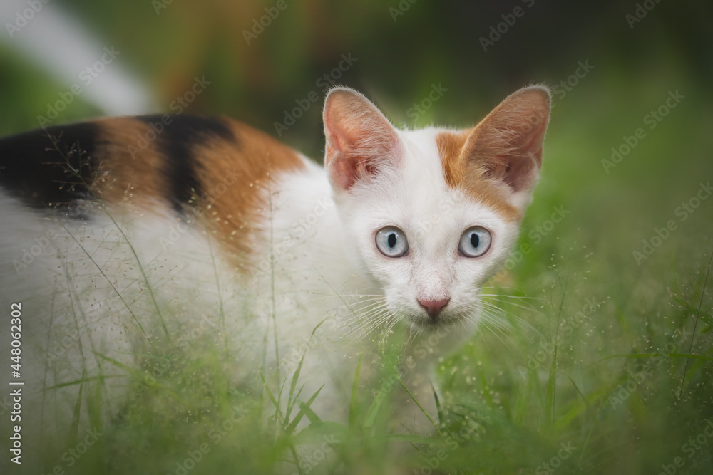 Close-up portrait of white and brown domestic cat through green grass of domestic plants. Cat and plants. Image for veterinary clinics, sites about cats Close-up portrait of white and brown domestic cat through green grass of domestic plants. Cat and plants. Image for veterinary clinics, sites about cats