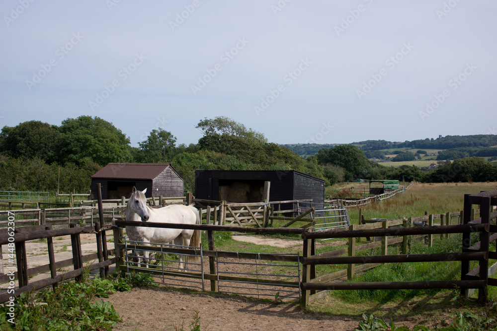 A white horse looking alert in its paddock surrounded by beautiful countryside