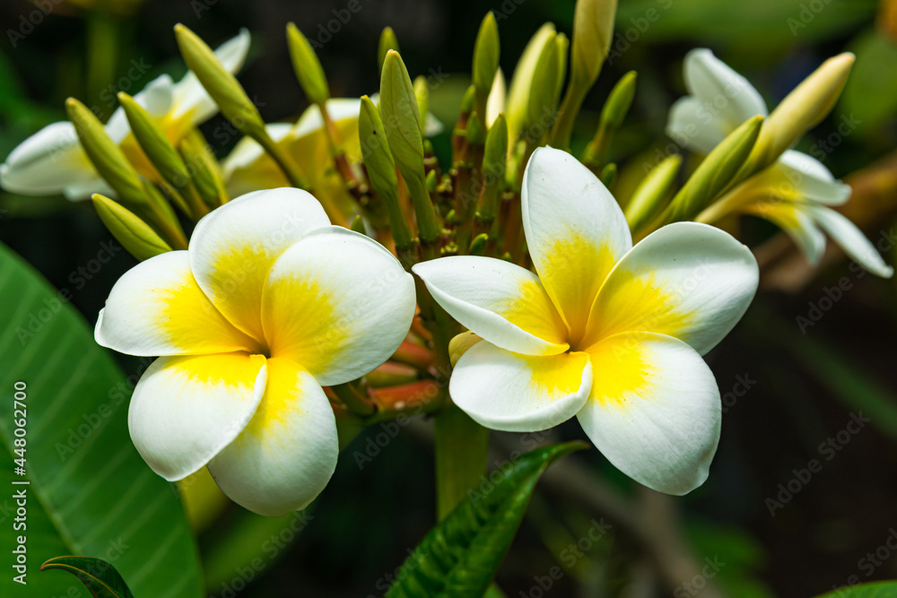 Fototapeta premium Plumeria rubra flowers blooming, with green leaves background