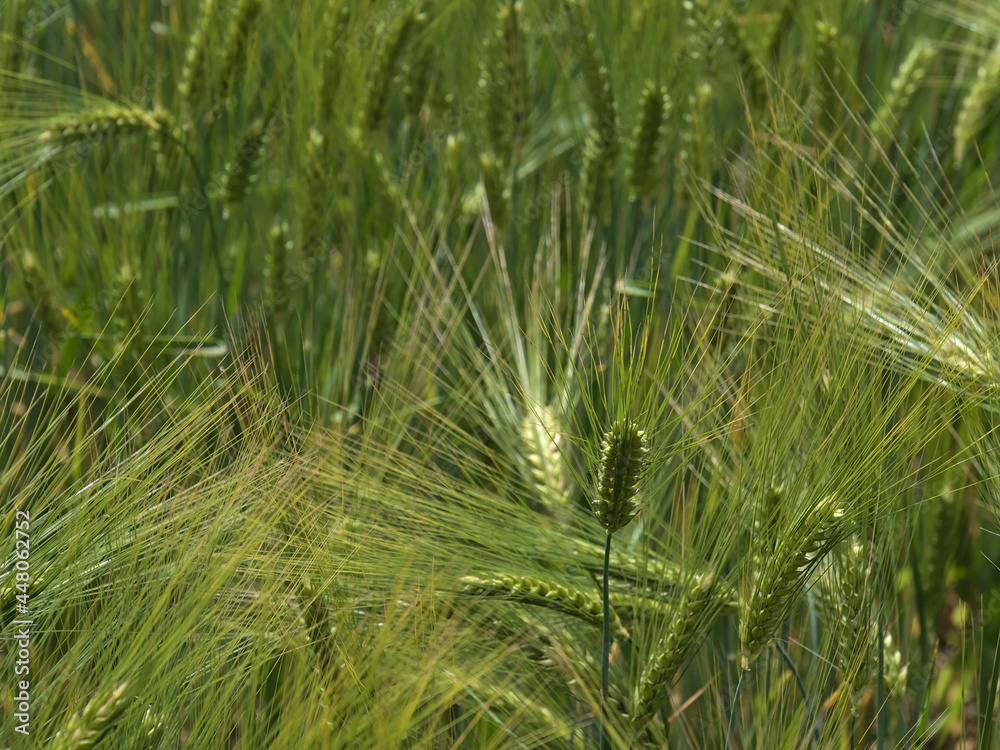 Closeup view of grain field with fresh green colored barley plants (hordeum vulgare) in summer season in Swabian Alb, Germany. Focus on ear in center-right. Closeup view of grain field with fresh green colored barley plants (hordeum vulgare) in summer season in Swabian Alb, Germany. Focus on ear in center-right.