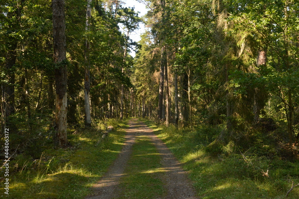 Obraz premium The flora and fauna in the landscapes of Öland in Kalmar region of Sweden, Scandinavia