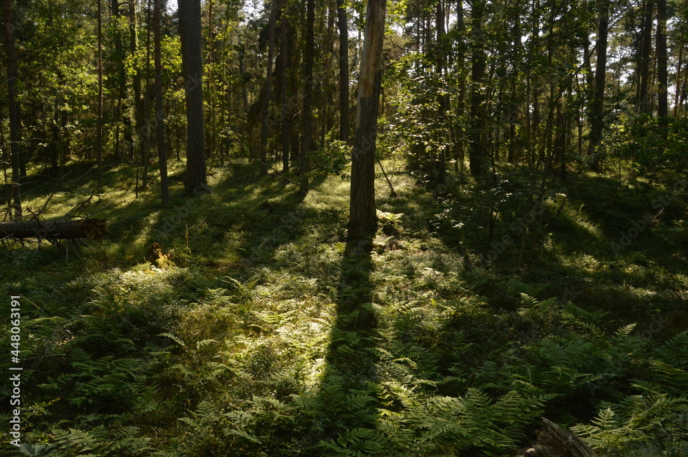 Obraz premium The flora and fauna in the landscapes of Öland in Kalmar region of Sweden, Scandinavia