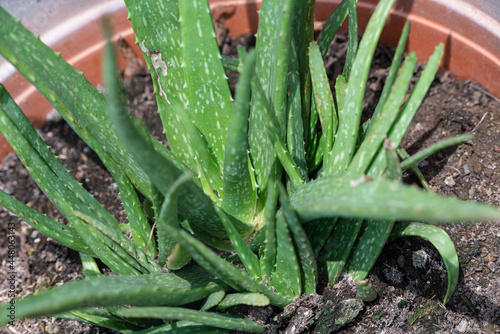 Aloe vera plant growing in a pot