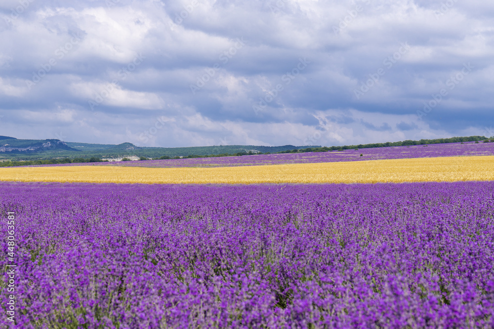 Obraz premium A field of lavender and a field of wheat on a Sunny summer day