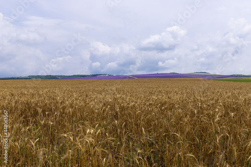 Grain field at the day light with blue sky