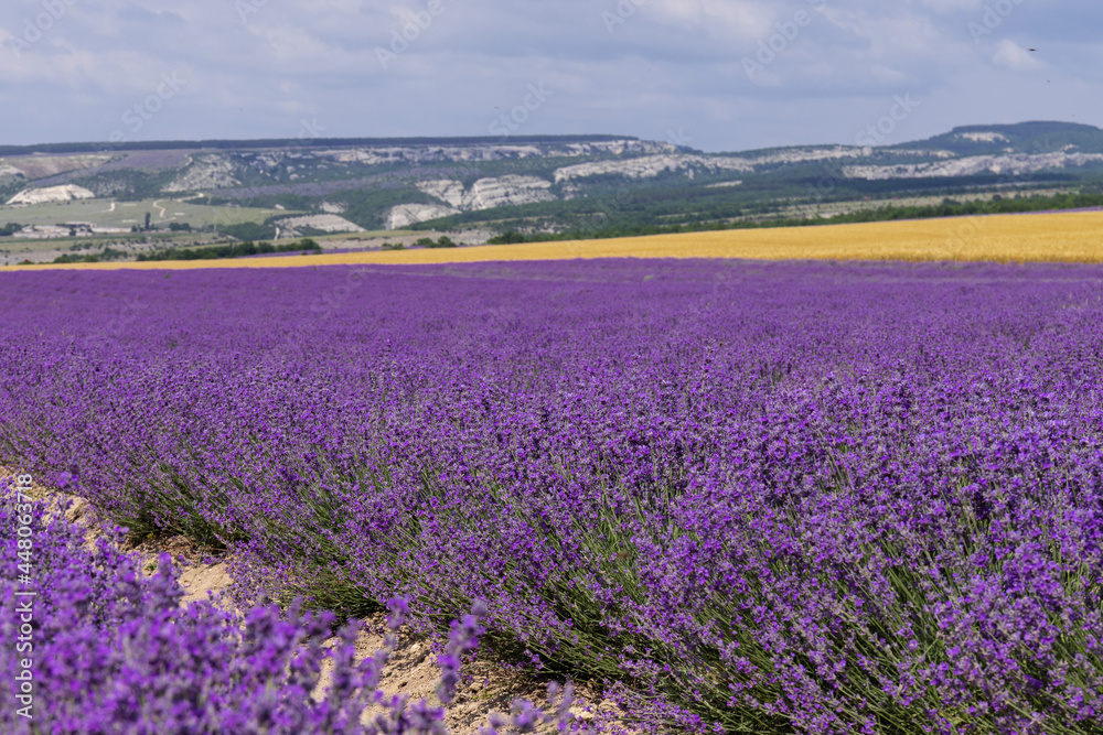 Fototapeta premium A field of lavender and a field of wheat on a Sunny summer day