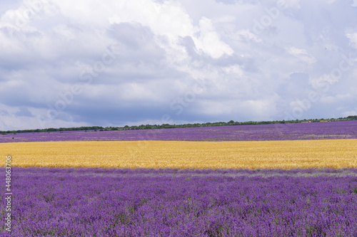 A field of lavender and a field of wheat on a Sunny summer day © Olga