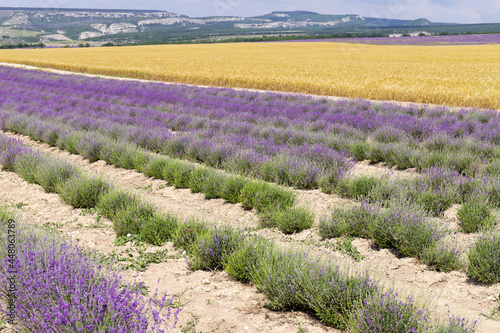 A field of lavender and a field of wheat on a Sunny summer day