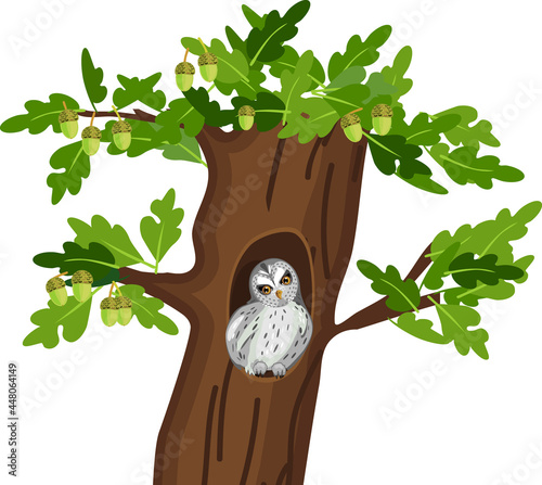 Cartoon tawny owl (Strix aluco) sitting in oak tree hollow isolated on white background