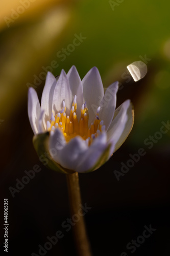 An isolated water lily with purple petals half open and blurred background
