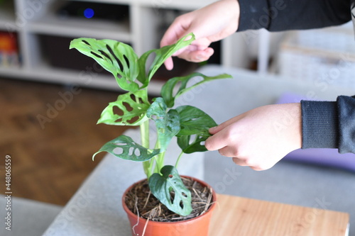 arranging the leaves of a monstera houseplant