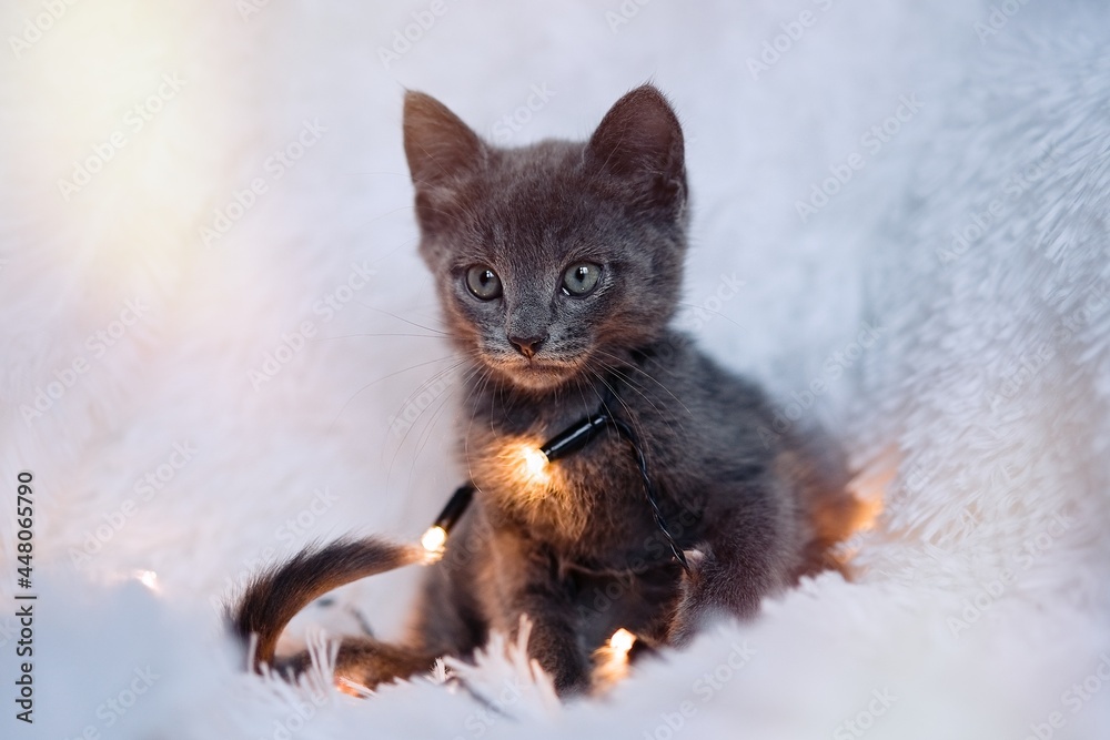 Grey kitten playing with a string of lights. Domestic animal Grey kitten playing with a string of lights. Domestic animal