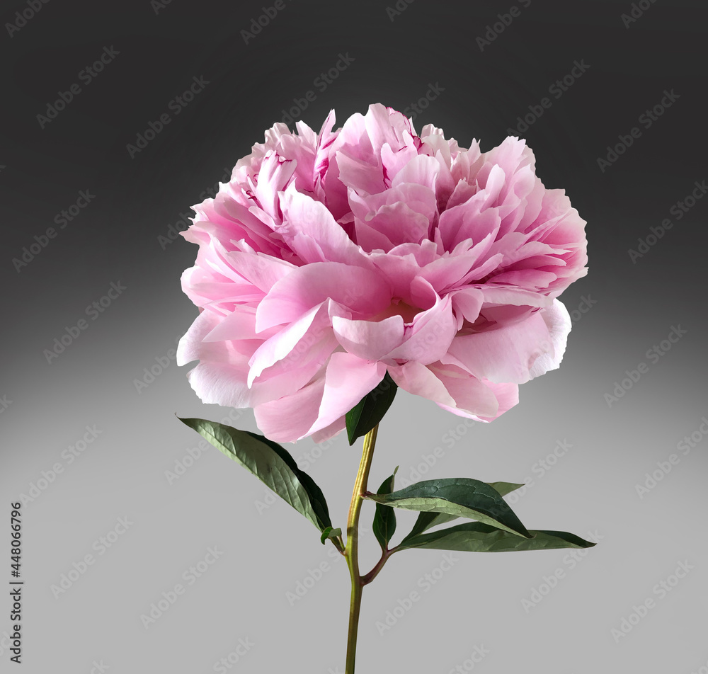 Blossoming pink peony flower on a stem with green leaves isolated ona gray background