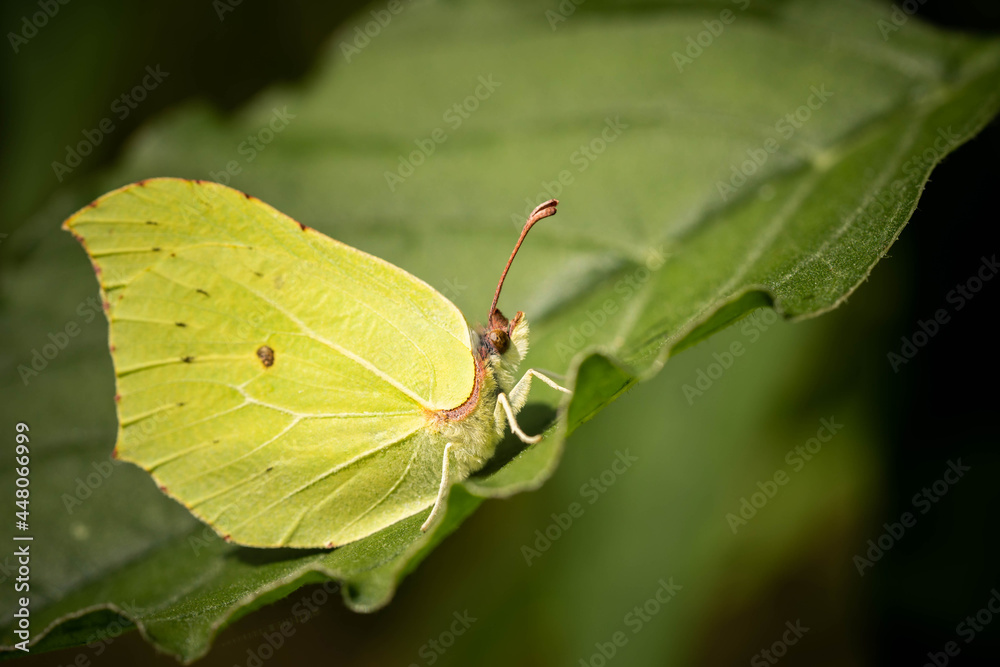 light green fluffy butterfly on a leaf, incredible wildlife light green fluffy butterfly on a leaf, incredible wildlife