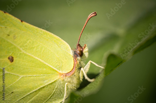 light green fluffy butterfly on a leaf, close-up