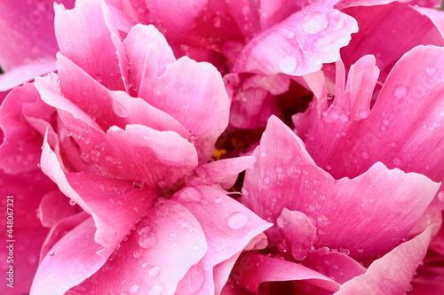 Fototapeta Naklejka Na Ścianę i Meble -  Abstract pink peony flower background.