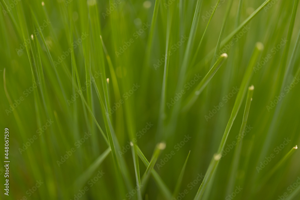 Selective focus image of a pattern and background formed by green grass
