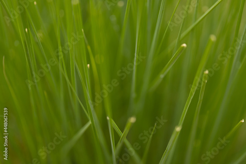 Selective focus image of a pattern and background formed by green grass 