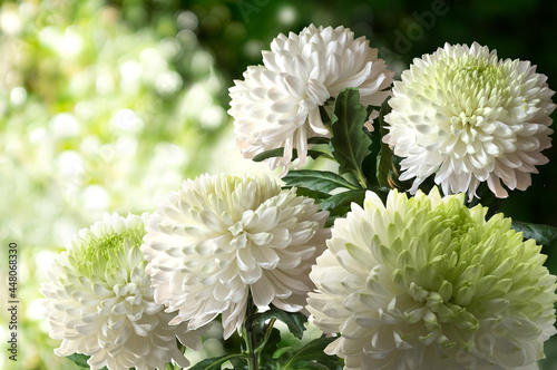 A bouquete of five white-green chrysanthemums on a blurred botanic background