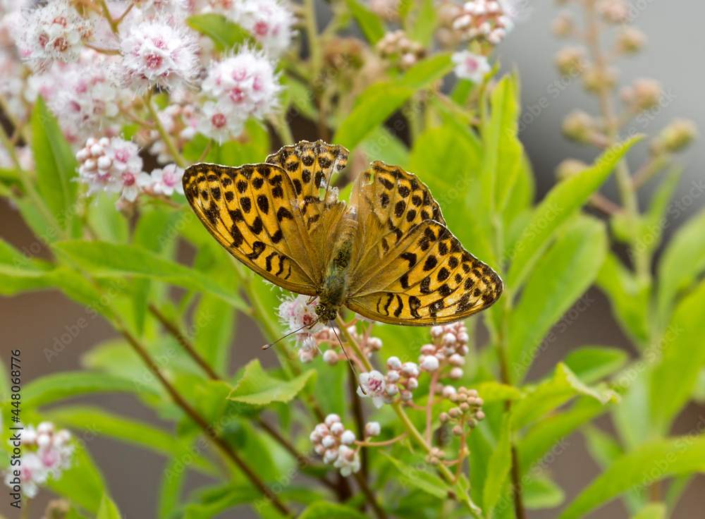 Obraz premium Silver Washed Fritillary Butterfly Argynnis Paphia. It is a diurnal butterfly from the family Nymphalidae. This day butterfly was named after the ancient Greek goddess Aphrodite, who also bore the na