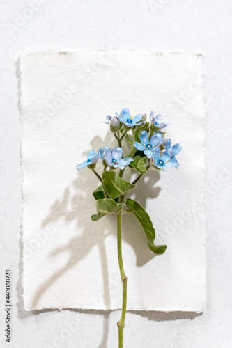 Flower hackelia velutina isolated on white background. Frame. Mockup