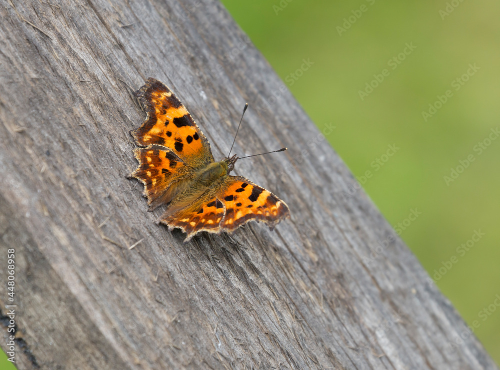 Comma Butterfly (Polygonia C-album).
It is a diurnal butterfly from the family Nymphalidae. The rear edge of the front wing with a characteristic semicircular notch. Comma Butterfly (Polygonia C-album).
It is a diurnal butterfly from the family Nymphalidae. The rear edge of the front wing with a characteristic semicircular notch.