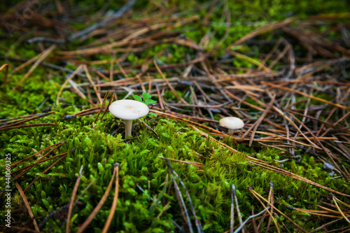 Poisonous mushrooms in the forest on the ground among pine needles, moss and grass.