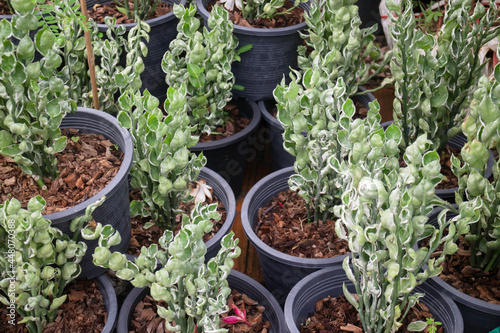 Tropical plant pot sale in green market