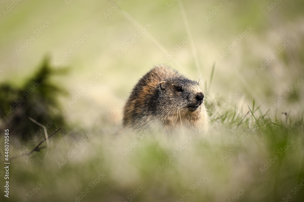mountain animal in a green grassland landscape mountain animal in a green grassland landscape
