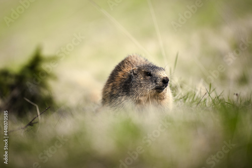 mountain animal in a green grassland landscape © Dominik