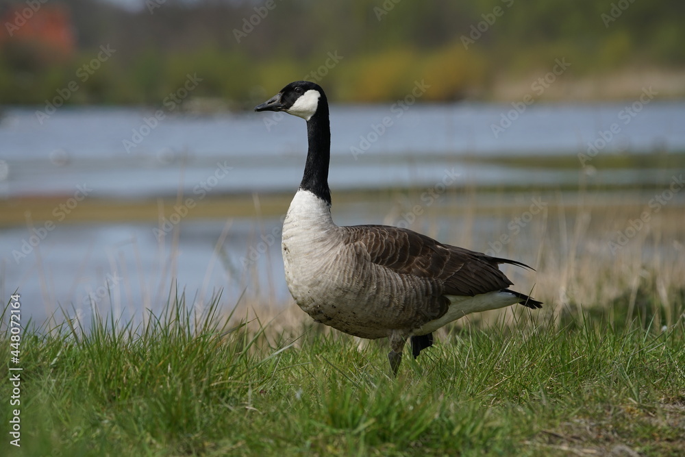 Kanadagans auf einer Wiese nahe eines Sees im frühen Frühling (Branta canadensis) Kanadagans auf einer Wiese nahe eines Sees im frühen Frühling (Branta canadensis)