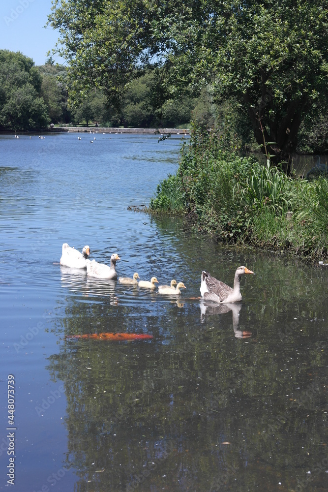 Fototapeta premium Flock of birds. Pacifying view goose family. Parents with young chicks friendly walk in the pond with red fish. Porto City Park. Portugal