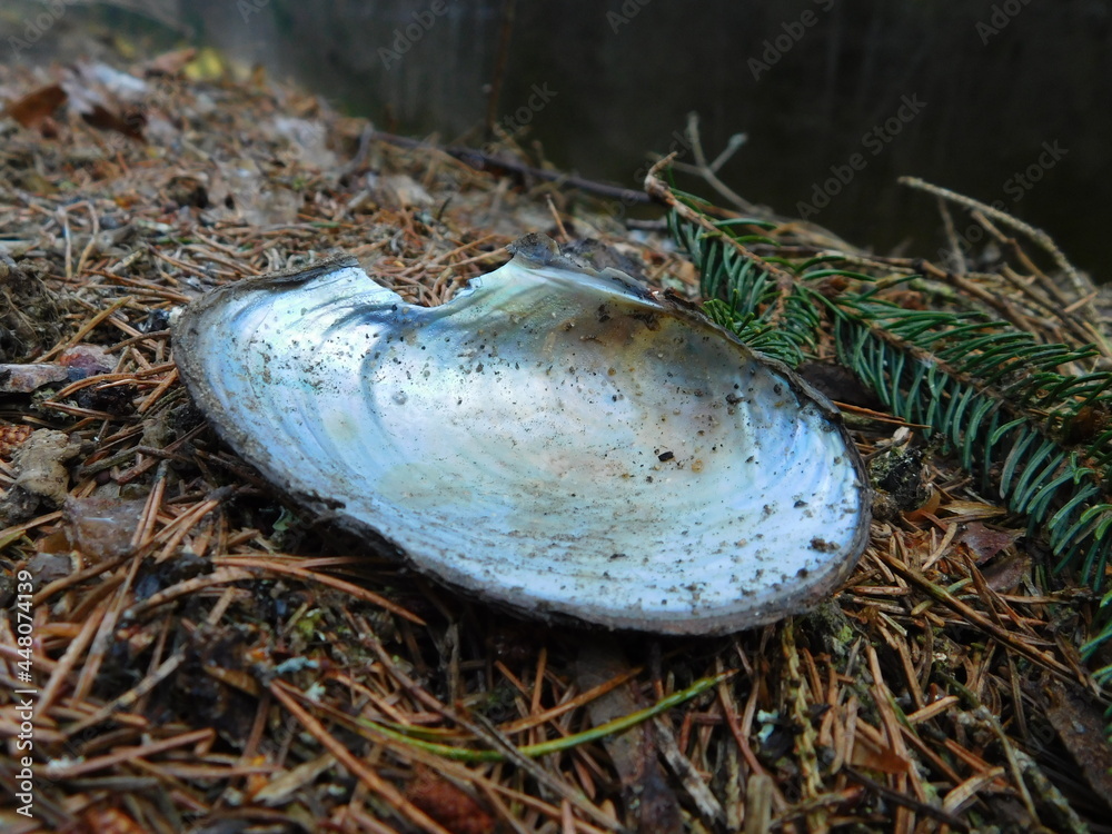 open shell of Margaritifera margaritifera mussle in malse river czech