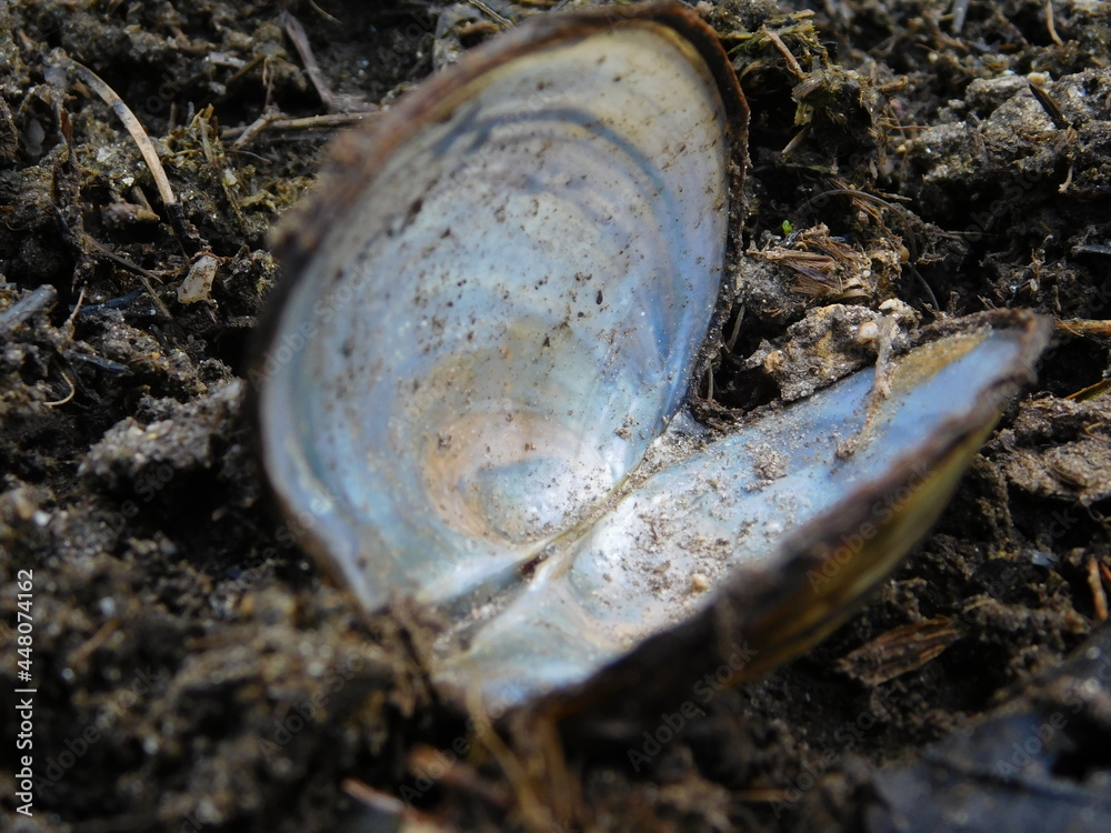 open shell of Margaritifera margaritifera mussle in malse river czech