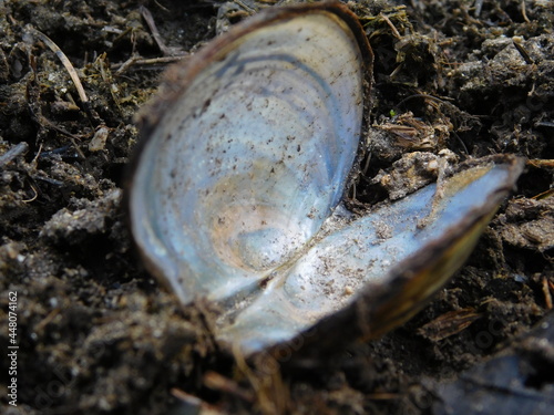 open shell of Margaritifera margaritifera mussle in malse river czech republic  freshwater pearl mussel
endangered species of freshwater mussel, an aquatic bivalve mollusc in the family Margaritiferid photo