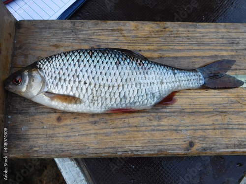fish on a board roach rutilus rutllus  cyprinid species of freshwater fish europe photo