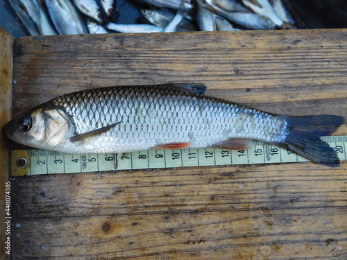 Squalius cephalus  European species of freshwater fish in the carp family Cyprinidae. It frequents both slow and moderate rivers, as well as canals and still waters of various kinds. common chub  photo