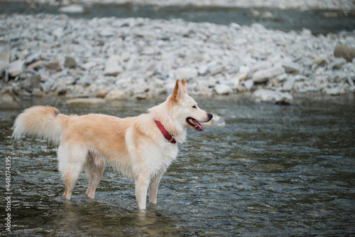 Spend time with dog by the water. White fluffy large mongrel stands in river and looks carefully ahead. Half breed of Siberian husky and white Swiss shepherd.